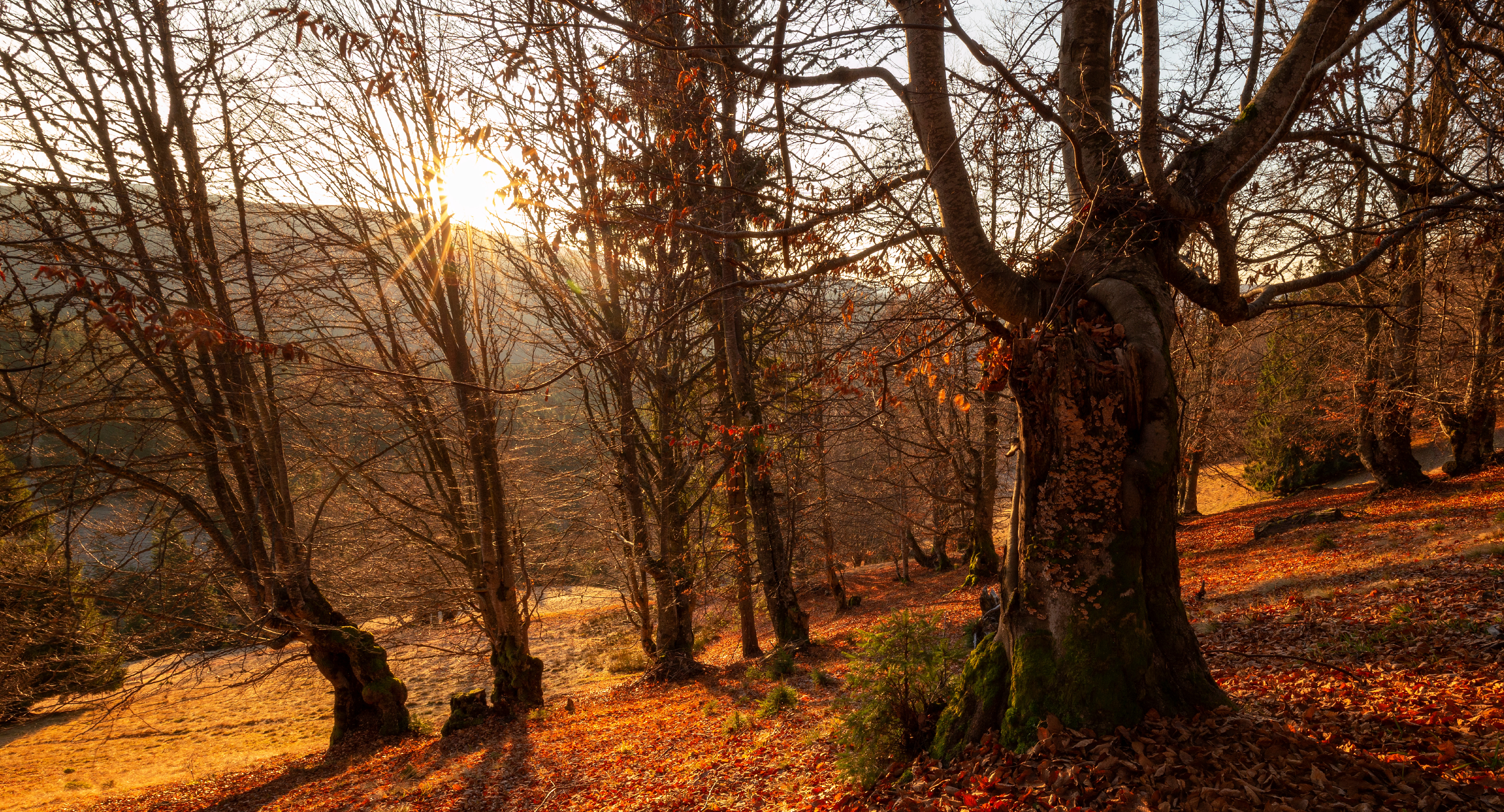 Header_Gruun_Indian_Summer2