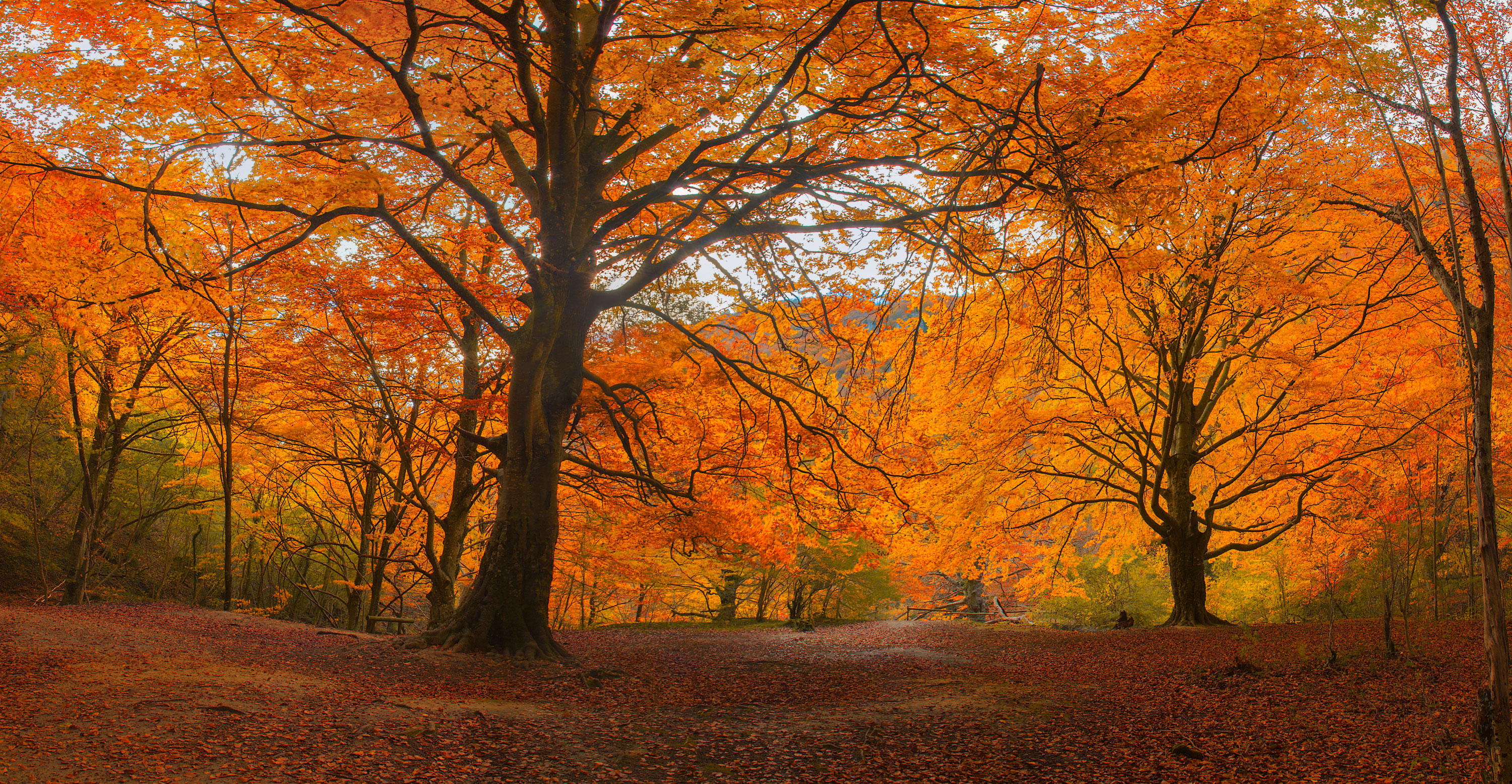 Gruun_header_autumn Gruun_header_autumn